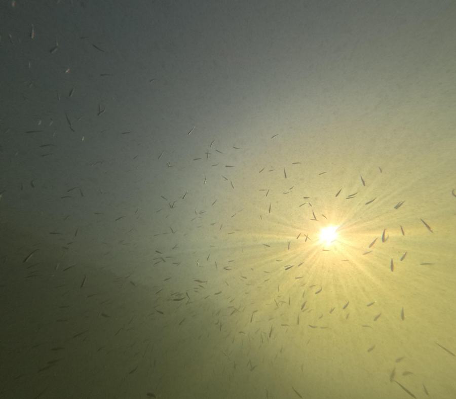Sonne und Fischschwarm unter Wasser