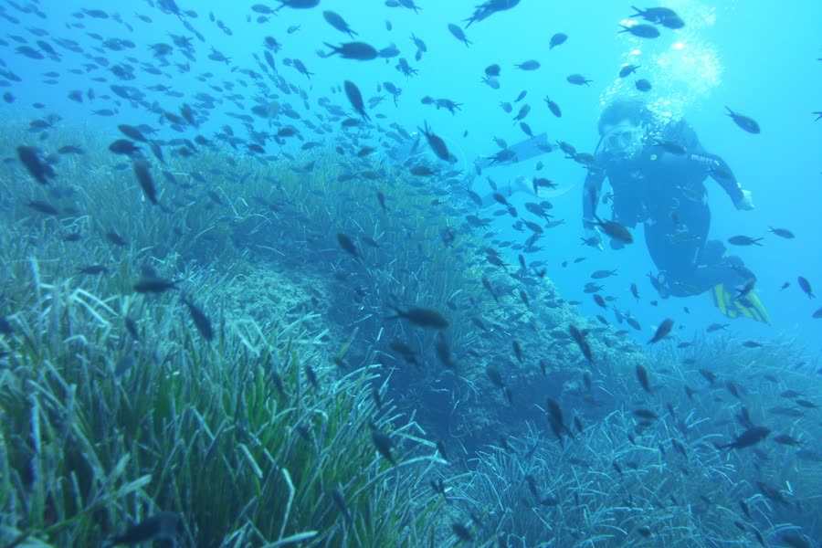 Taucher zwischen Seegras und einem riesigen Fischschwarm