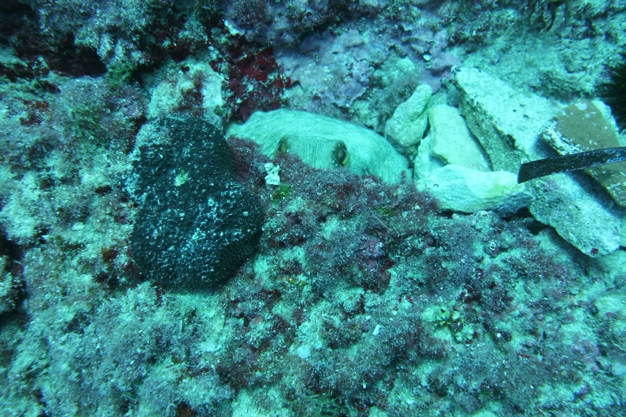 Ein Oktopus schaut zwischen Steinen hervor