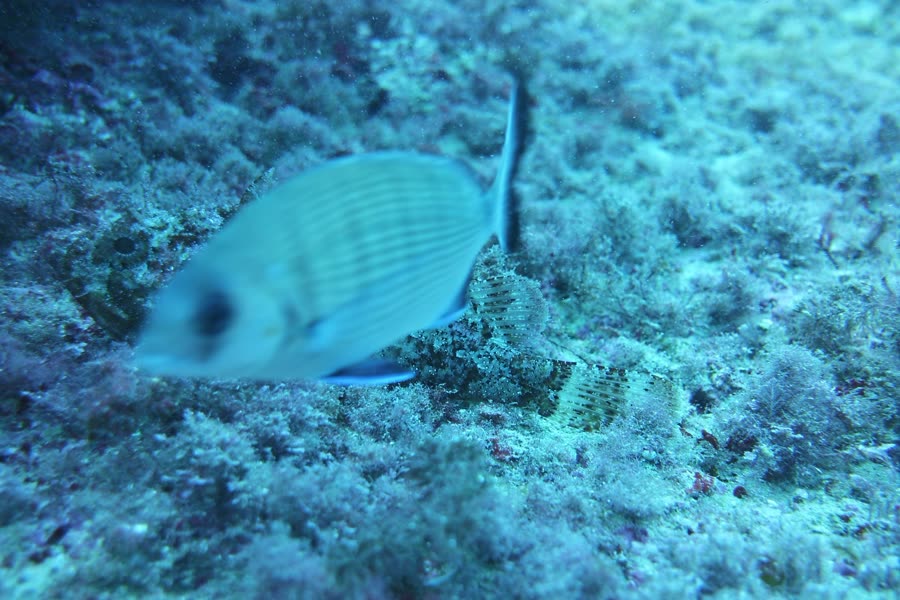 Ein Fisch schwimmt unscharf vor einem Drachenkopf