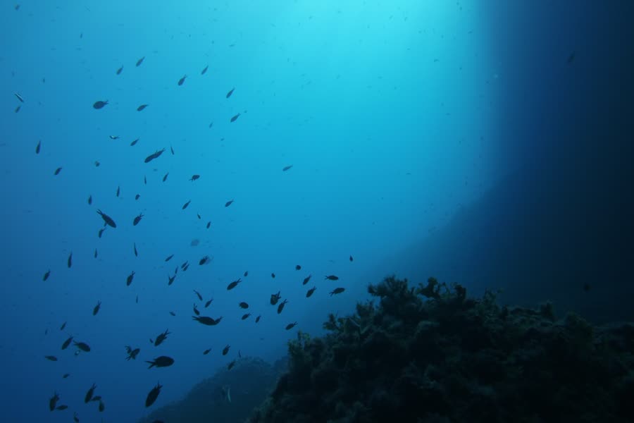 Schwarm kleiner Fische vor einer Felswand im Blauwasser